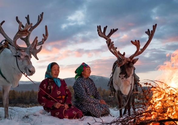 Tradisi turun temurun penggembalaan rusa kutub dari suku Tsaatan Mongolia